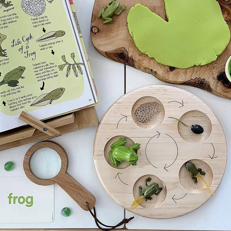 Animal Life Cycle Board – Montessori Teaching Toy